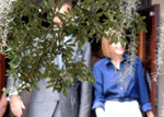 felipe vi